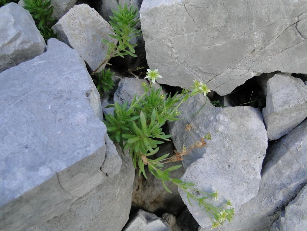 Saxifraga sedoides